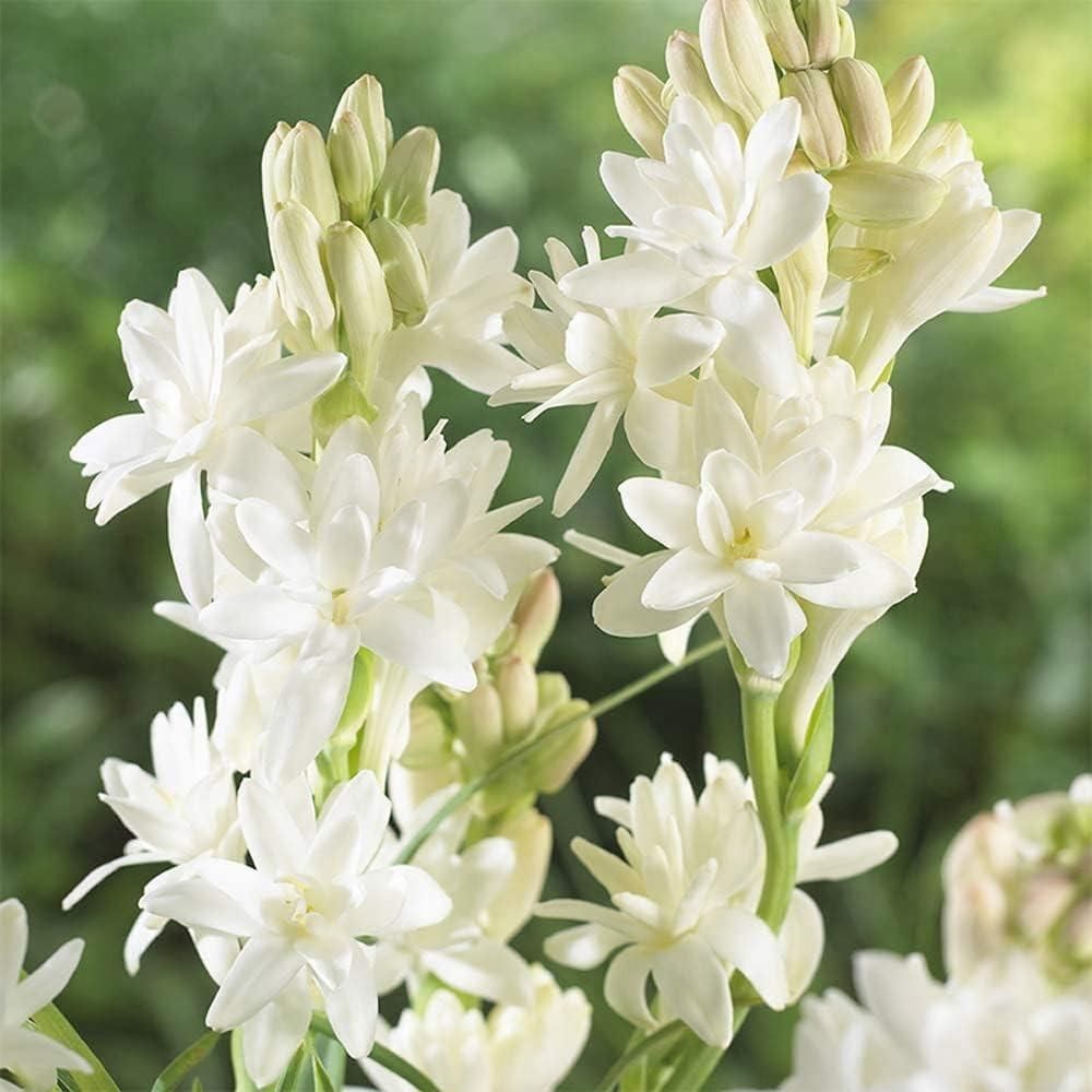 Rajnigandha Double Bulbs seed (Buy 1 Get 1 Free)